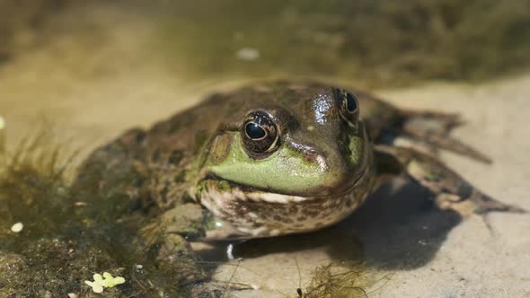 Green Frog Sits on the River Shore on Sand in Water. Portrait of Toad in Swamp