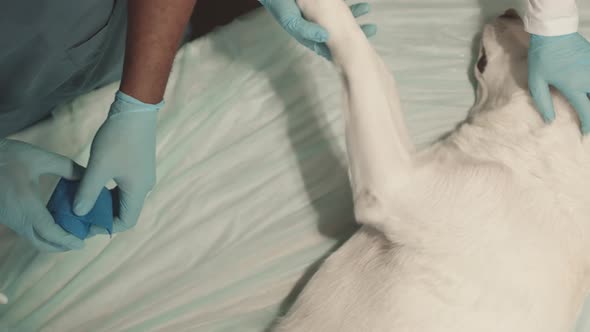 Treating Injured Dog on Table