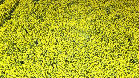 Drone video of flight over blooming and yellow shining rape fields