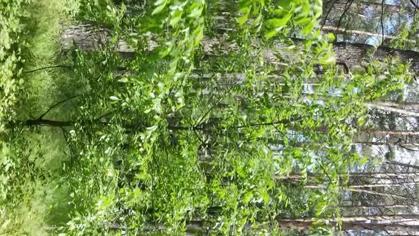 Vertical Video Aerial View Inside a Green Forest with Trees in Summer