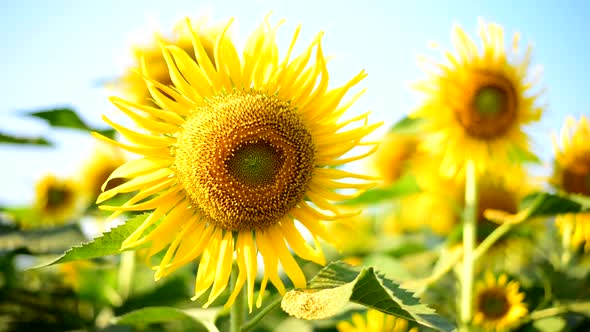 Fresh sunflower with blue sky in sunshine day