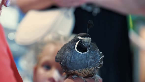 Zoo Animals California Quail in Zoo