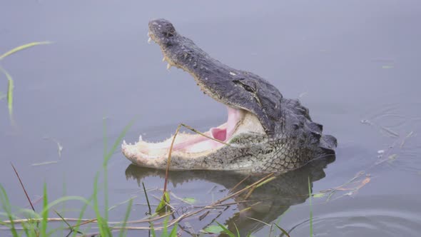 Alligator opening mouth in South Florida Everglades swamp in 4K resolution