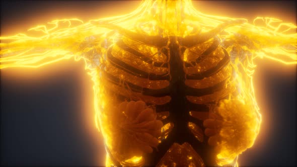 Colorful Human Body Animation Showing Bones and Organs