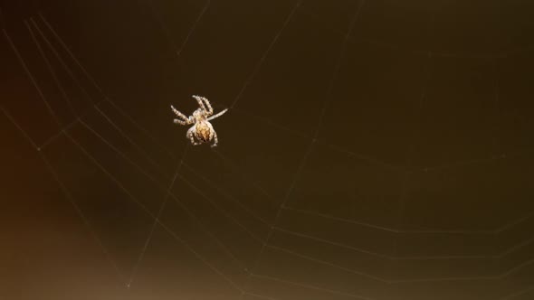 Spider Weaves a Web