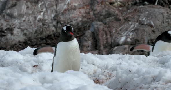 Gentoo penguins (Pygoscelis papua) on snow, Cuverville Island, Antarctica