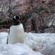 Gentoo penguins (Pygoscelis papua) on snow, Cuverville Island, Antarctica - VideoHive Item for Sale