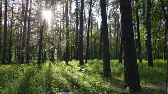 Wild Forest Landscape on a Summer Day