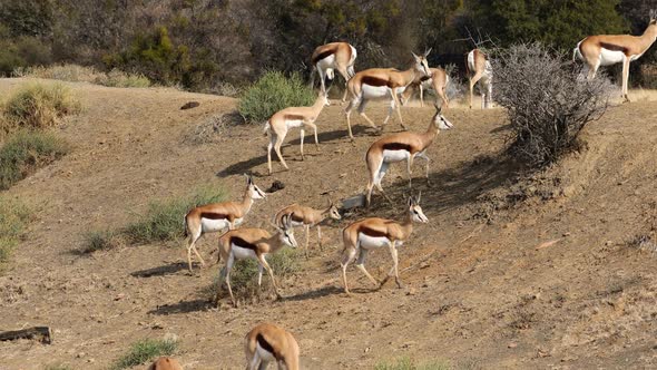 Springbok Antelopes In Natural Habitat