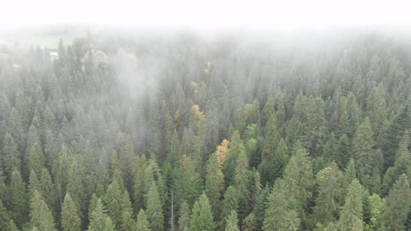 Mountains covered with coniferous forest and morning fog.