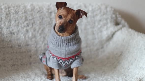 Purebred dog pygmy pinscher sits on the couch.