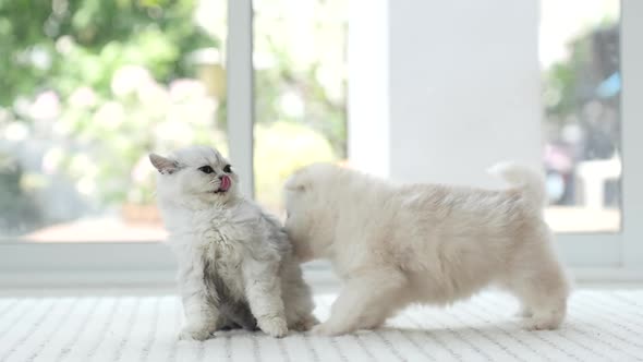 Cute Kitten And Puppy Playing Together