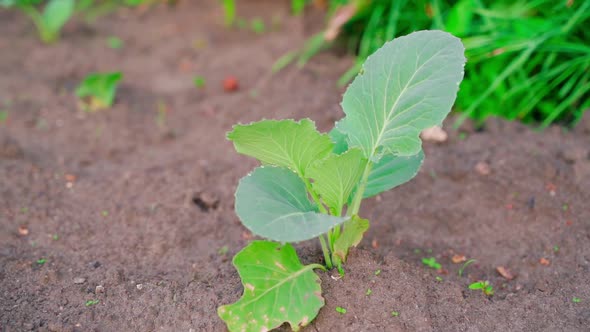 A Young Seedling of White Cabbage in the Soil in the Early Morning in Soft Warm Light