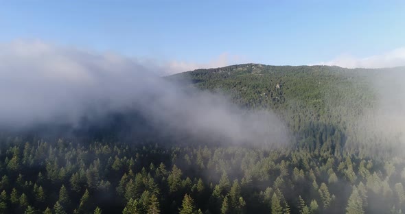 Forest And Over The Clouds Aerial View 10