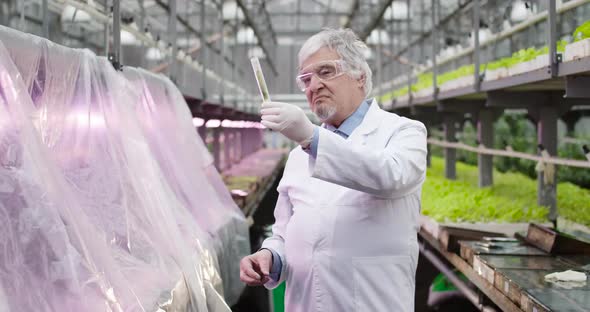 Portrait of Elderly Grey-haired Caucasian Man in White Robe Standing in Greenhouse and Holding Test