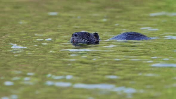 Wildlife natural habitat, a wild aquatic nutria, myocastor coypus floating on a wavy lake with its n