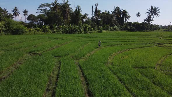 Spraying Rice Farmlands with Pesticide Aerial View