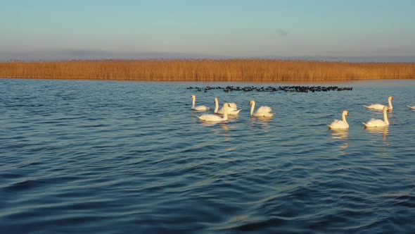 White Swans Swimming on Lake