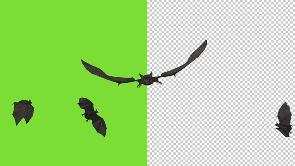 Bat Swarm - Transition II - Alpha and Green