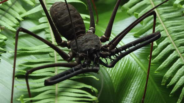 Close up of a Batess Giant Whip spider on some leaves