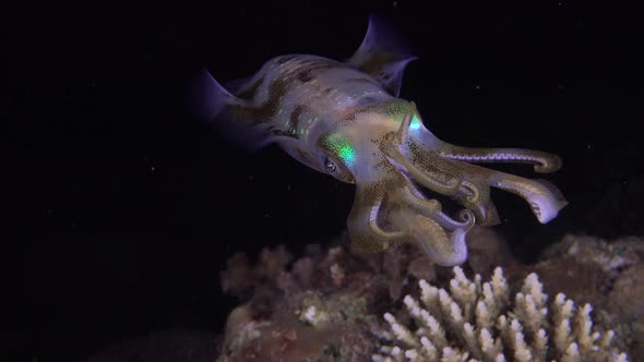 Close up of a big fin reef squid hovering in front of the camera at night on a tropical coral reef.