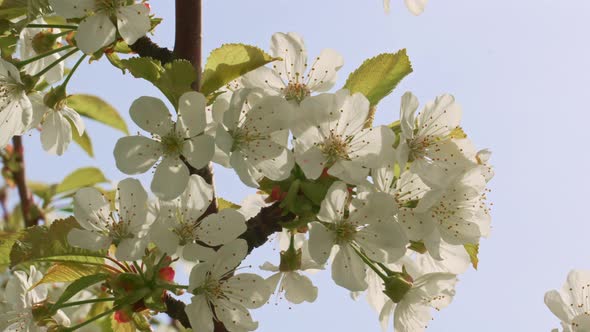 Branches of a Cherry Tree with White Flowers Against the Sky