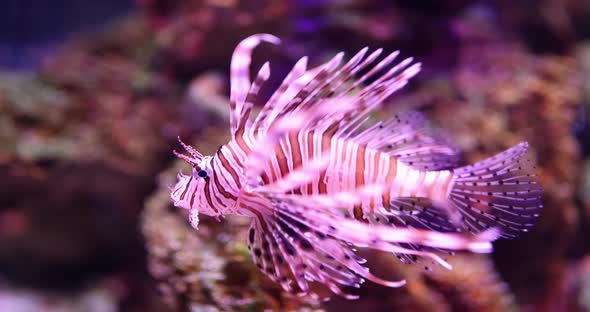 Pink Scorpion Fish Swimming in Sea Closeup  Movie Slow Motion