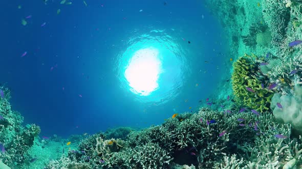 Coral Reef and Tropical Fish. Panglao, Philippines.