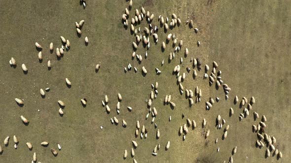 Flying Over a Herd of Grazing Sheep