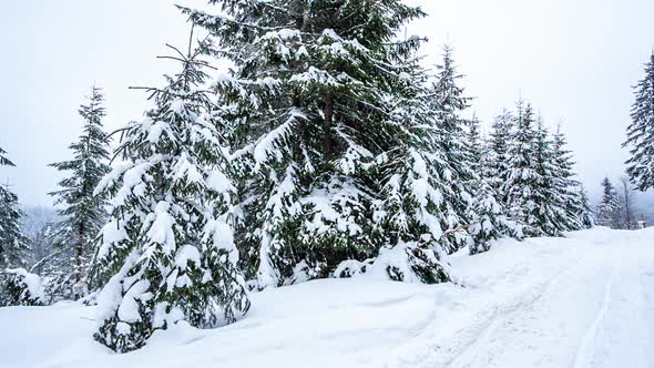 Beautiful Winter Landscape with Snow Covered Trees