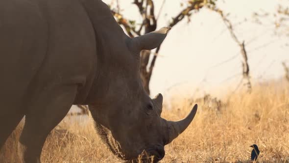 Footage of an adult white rhino in a national park in south africa