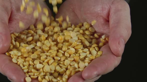 Yellow Peas Fall On A Human Hands