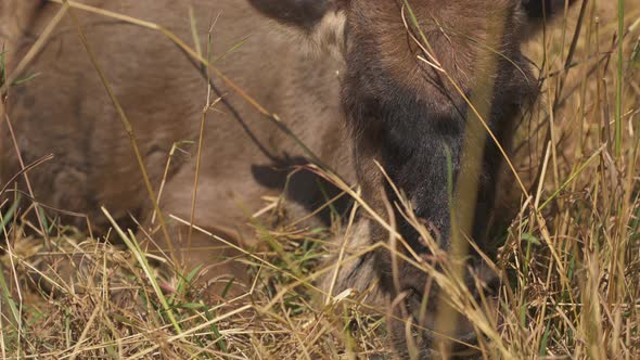 Close up of a young Topi antelope