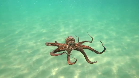 Wild octopus swimming underwater in mediterranean sea. Octopuses at close up view.