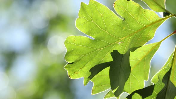 Green tree leaves