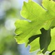 Green tree leaves - VideoHive Item for Sale