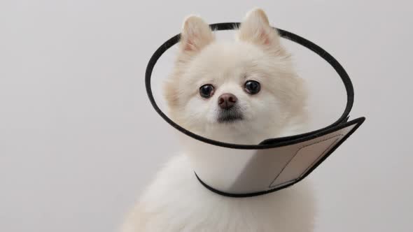 Pomeranian with a space collar