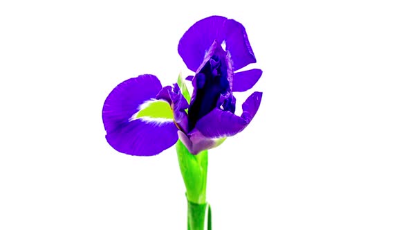 Timelapse of Growing Blue Purple Iris Flower