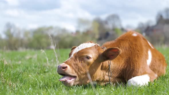 Young Sick of Thirsty Calf Resting on Green Pasture Grass on Summer Day