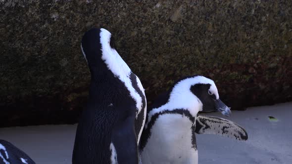Two penguins grooming themselves, Cape Town , South Africa.