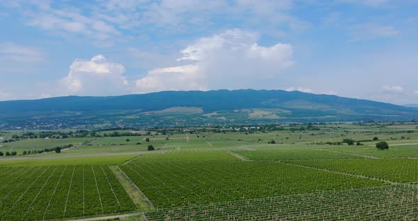 Panorama Of Grape Vineyard With A View Of Vrancrea Mountains At Sarbi, Romania. aerial