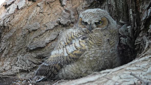 Baby Great Horned Owl slightly opening its eyes