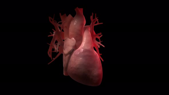 3D Animation of Acceleration of Heartbeat on Black Background