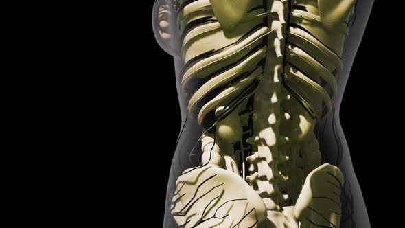 Science Anatomy of Human Blood Vessels alt