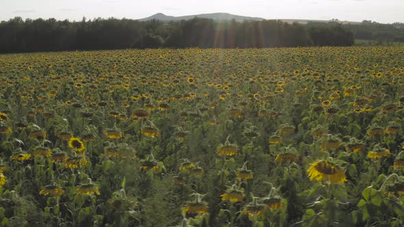 Sunlight shines on heads of sunflowers in field blowing in wind