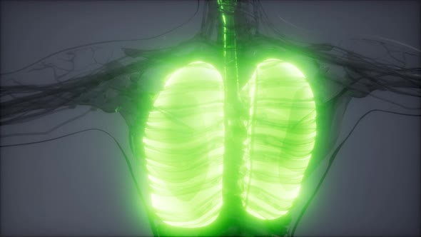 Human Lungs Radiology Exam alt