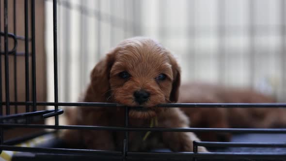 Close-up of Adorable Cute Baby Puppy Goldendoodle Dog Biting Kennel Cage