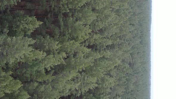 Vertical Video of Beautiful Forest Landscape