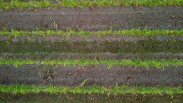 Aerial View of Vineyards Field Plantation on Sunset