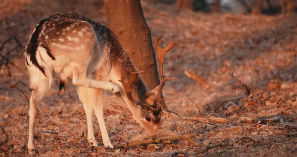 Fallow Deer Buck Grazing And Scratching Itself In Wilderness of Netherlands. - close up